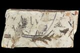 Fossil Plant Plate (Metasequoia, Thuja)- Cache Creek, BC #110910-1